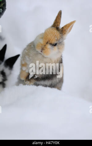 Lapin domestique, Oryctolagus cuniculus forma domestica, jeune animal, neige, hiver, vue avant, accroupi, debout sur ses pattes, looking at camera, Banque D'Images