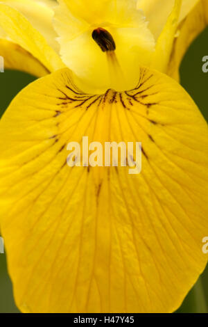 Iris jaune ou drapeau jaune (Iris) psuedacorus l'horticulture dans l'habitat de marais, Norfolk, Angleterre Banque D'Images