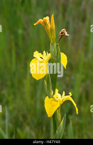 Iris jaune ou drapeau jaune (Iris) psuedacorus l'horticulture dans l'habitat de marais, Norfolk, Angleterre Banque D'Images