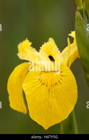 Iris jaune ou drapeau jaune (Iris) psuedacorus l'horticulture dans l'habitat de marais, Norfolk, Angleterre Banque D'Images