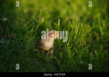 Poulet, Gallus gallus domesticus, Poussin, vue de face, debout, pré, Banque D'Images