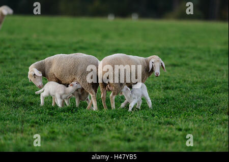 Les moutons domestiques, Ovis orientalis bélier, mère animaux avec agneaux, vue de côté, debout, Looking at camera, point sur le premier plan, Banque D'Images