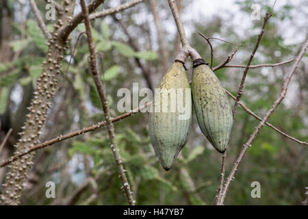 Kapokier (Ceiba pentandra) croissant en montrant la forêt gousse, Mexique Banque D'Images