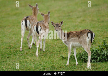 La mise en jachère bucks, Cervus dama, biches, vue de côté, le socle, le pré, l'été, voir dans l'appareil photo, Banque D'Images