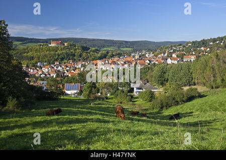 Allemagne, Hesse, le nord de l'Hessen, Spangenberg, paysage, prairie, bovins, bisons, le pâturage des troupeaux, Banque D'Images