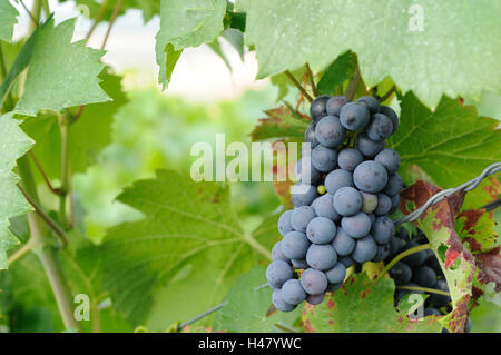 Le raisin, vigne, bleu, RIPE, Baden-Wurttemberg, Allemagne, Banque D'Images