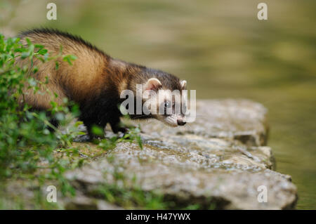 Le putois Mustela putorius, européen, roches, rives, l'eau, Banque D'Images