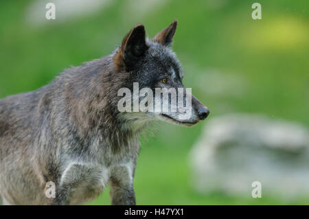 Timberwolf, Canis lupus lycaon, demi-portrait, stand, vue latérale, Banque D'Images