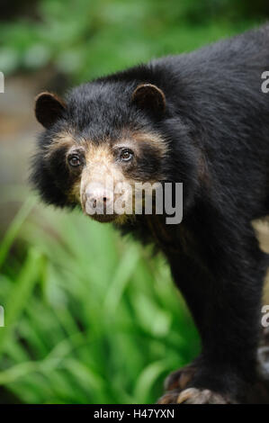 Ours de verre, Tremarctos ornatus, demi-portrait, voir l'appareil photo, Banque D'Images