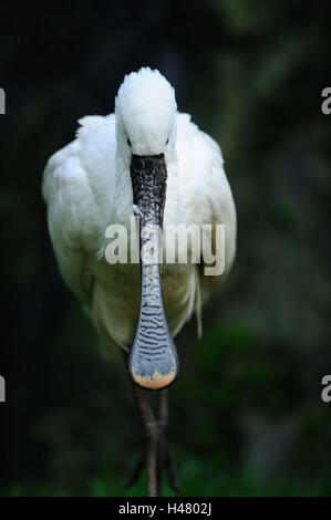 La spatule blanche Platalea leucorodia, debout, de face, looking at camera, Banque D'Images