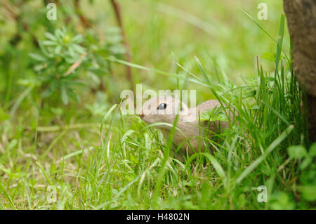 Spermophilus citellus Ziesel, européen, prairie, vue latérale, Banque D'Images