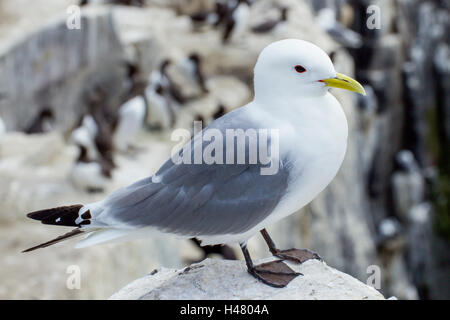 La mouette tridactyle (Rissa tridactyl) des profils perché au sommet de Sea Cliff en colonie de reproduction, Northumberland, England, UK Banque D'Images