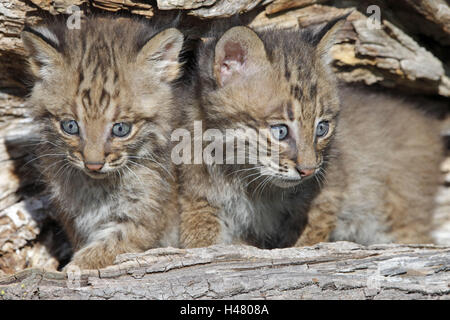 Red lynx, Lynx rufus, jeune animal, tronc, Minnesota, USA, Banque D'Images