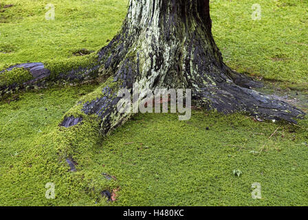 Racine d'arbre, racine, tronc, l'écorce des arbres, de la mousse, vert, Banque D'Images