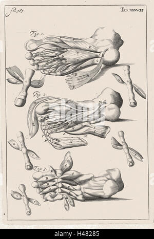 Illustration anatomique montrant muscles du pied Banque D'Images