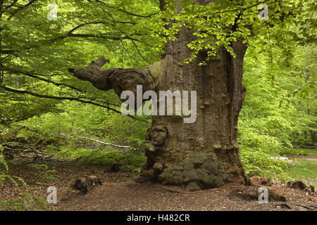 Allemagne, Hesse, Rhénanie du parc national du bois dur, forêt vierge château Saba, vieux chêne au printemps, Banque D'Images