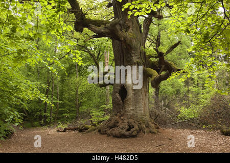 Allemagne, Hesse, Rhénanie du parc national du bois dur, forêt vierge, Saba château chêne cheminée au printemps, Banque D'Images