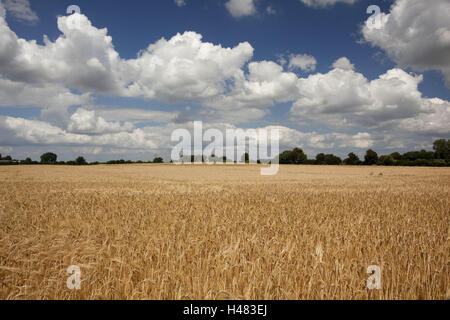 Allemagne, Schleswig - Holstein, région la pêche à la ligne, champ de céréales, Banque D'Images