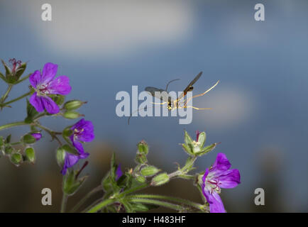 Rhyssa persuasoria, mouche ichneumon géant, en vol, Banque D'Images