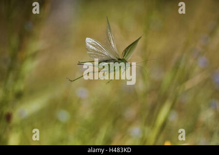 Cheval de foin vert, Tettigonia viridissima, dans le vol, Banque D'Images
