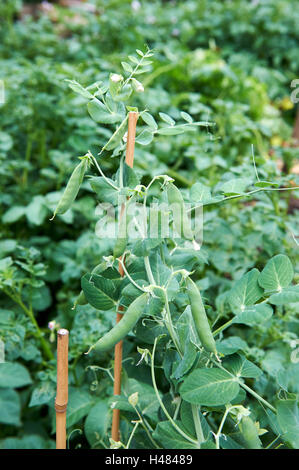 Pois 'Premium' en potager, au Royaume-Uni. Banque D'Images