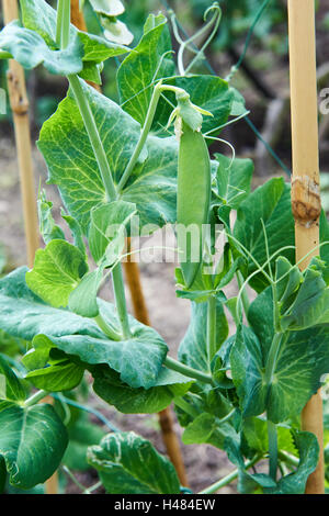 Pois 'Premium' en potager, au Royaume-Uni. Banque D'Images