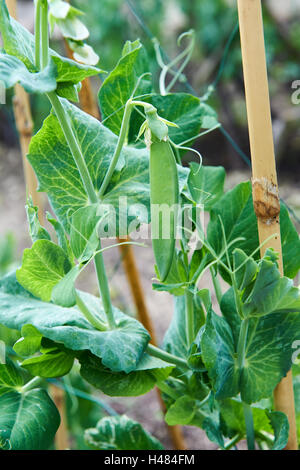 Pois 'Premium' en potager, au Royaume-Uni. Banque D'Images