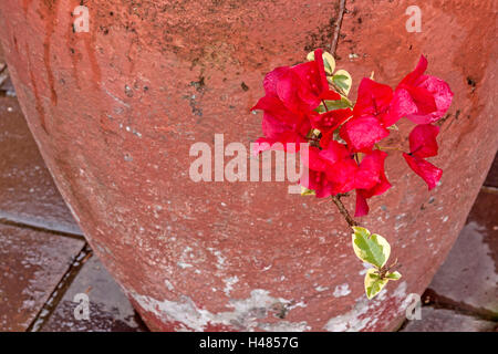 Cerise fleurs de bougainvilliers avec pot de ciment peint sur pavage mouillé Banque D'Images
