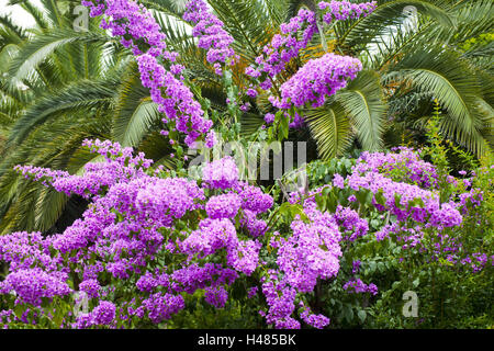 La Turquie, Istanbul, prince's islands dans le Marmarameer, Büyük Ada, bougainvillées, Banque D'Images