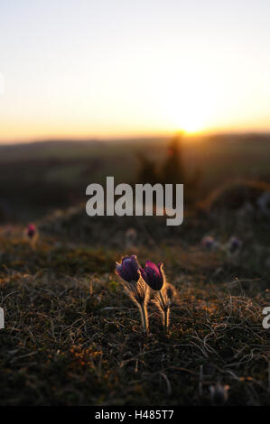 L'anémone pulsatille commune Pulsatilla vulgaris, fleurs, Banque D'Images