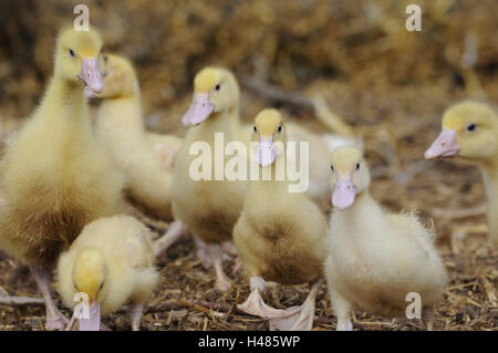 Canards, Anas platyrhynchos f. domestica, poussins, looking at camera, Banque D'Images