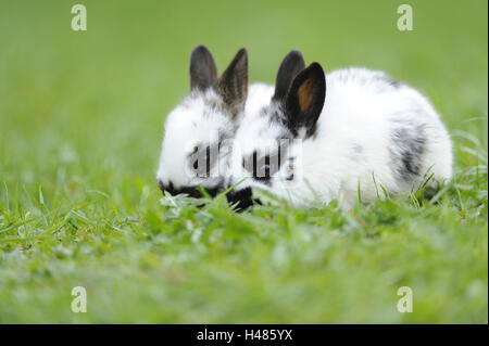 Les lapins domestiques, Oryctolagus cuniculus forma domestica, les jeunes animaux, Banque D'Images