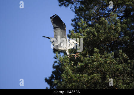 Héron cendré Ardea cinerea, Banque D'Images