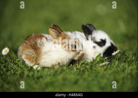 Les lapins domestiques, Oryctolagus cuniculus forma domestica, les jeunes animaux, Banque D'Images