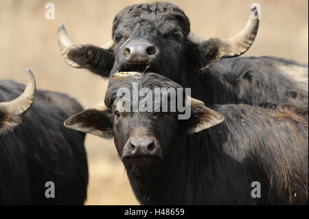 Wild Water buffalo, Bubalus arnee, veau, vache, portrait, Banque D'Images