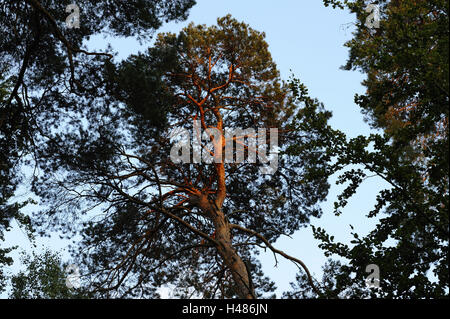 Pin sylvestre, Pinus sylvestris, Tree Top, Banque D'Images