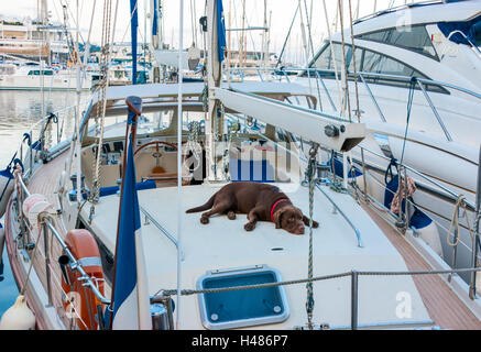 Le chien est allongé sur le yacht amarré et attend son propriétaire dans le Vieux Port de Cannes, Provence, France Banque D'Images