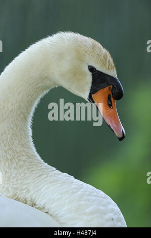 Hump, Swan Cygnus olor, portrait, Banque D'Images