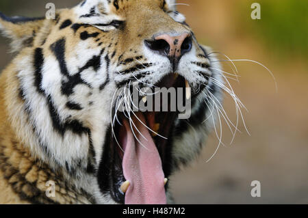 Tigre de Sibérie, Panthera tigris altaica, portrait, bâillements, voir l'appareil photo, Banque D'Images