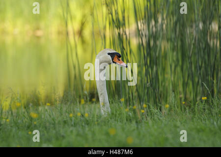 Hump, Swan Cygnus olor, Banque D'Images