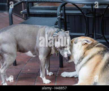 Un loup en train de jouer avec un pit-bull terrier Banque D'Images