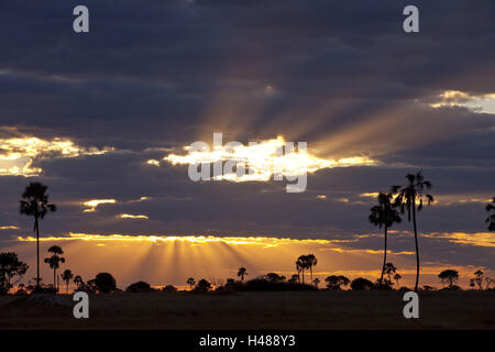 L'Afrique, Zimbabwe, région du nord du département, le parc national de Hwange, au crépuscule, Banque D'Images