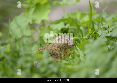 La masse de l'écureuil, Spermophilus citellus, prairie, vue de côté, debout, Banque D'Images