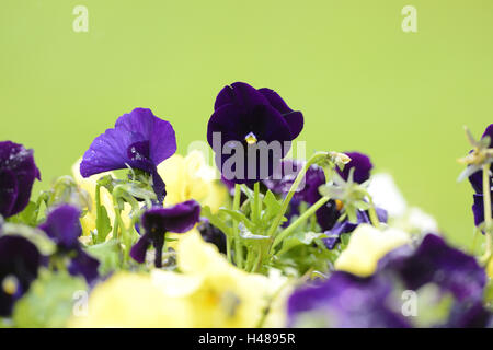 Pansy le jardin, Viola wittrockiana, blossom, Banque D'Images