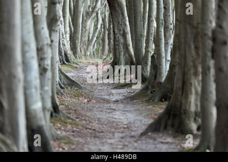 La mer Baltique, Norvège, côte escarpée Cap Arkona, forêt, hêtres, Banque D'Images