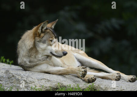 Eastern Timber Wolf, Canis lupus lycaon, rock, mensonge, vue latérale, Banque D'Images