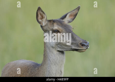 Red Deer (Cervus elaphus, Hind, portrait, side view, Banque D'Images