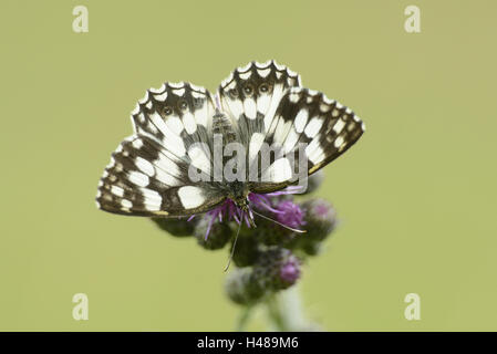 Marbré de blanc, Melanargia galathea, chardon, Cirsium arvense, assis, Banque D'Images