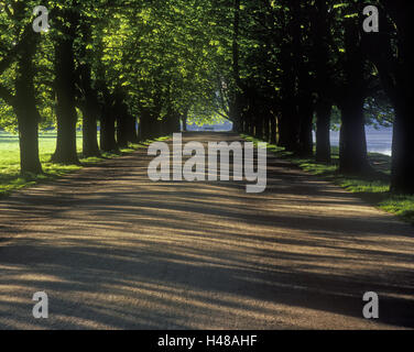 Allemagne, Hambourg, Cologne, avenue des marronniers au Decksteiner Weiher, Banque D'Images