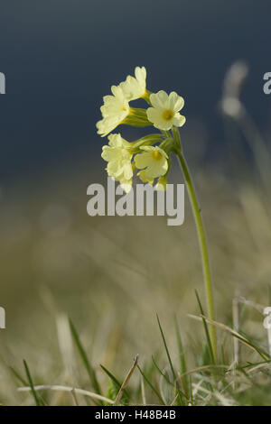 Vrai oxlip, Primula elatior, oxlip, blossom, Banque D'Images